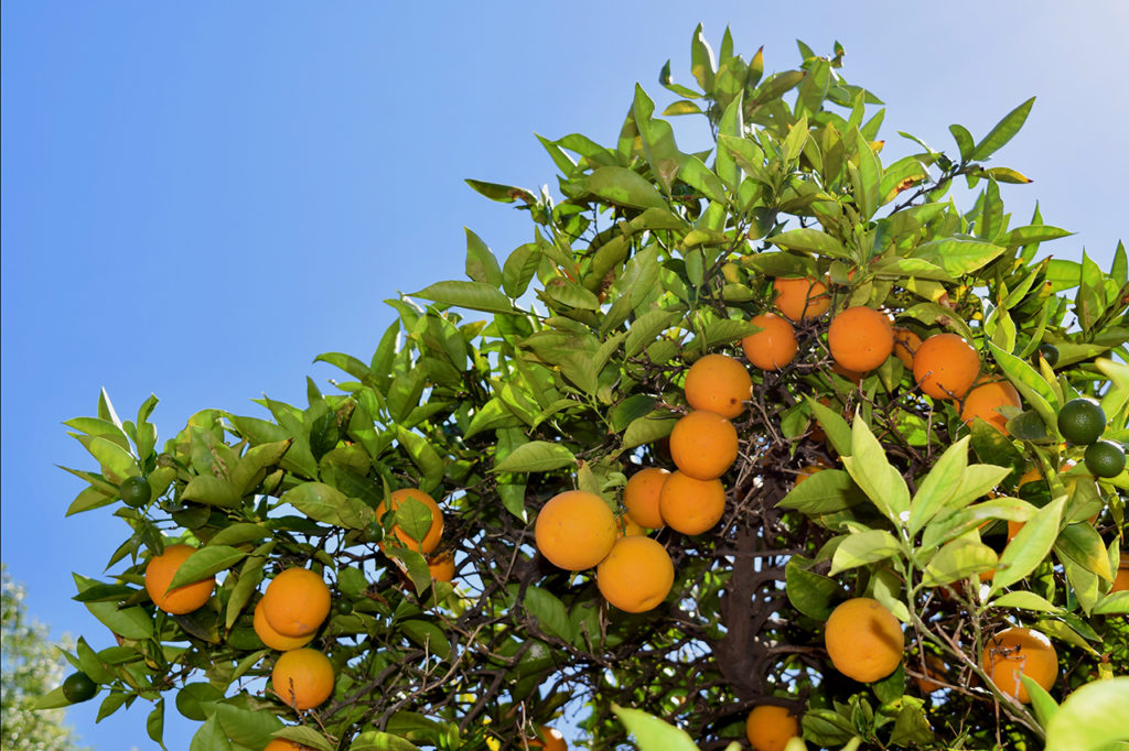 citrus tree at Fullerton Arboretum & Botanic Garden in Fullerton, California