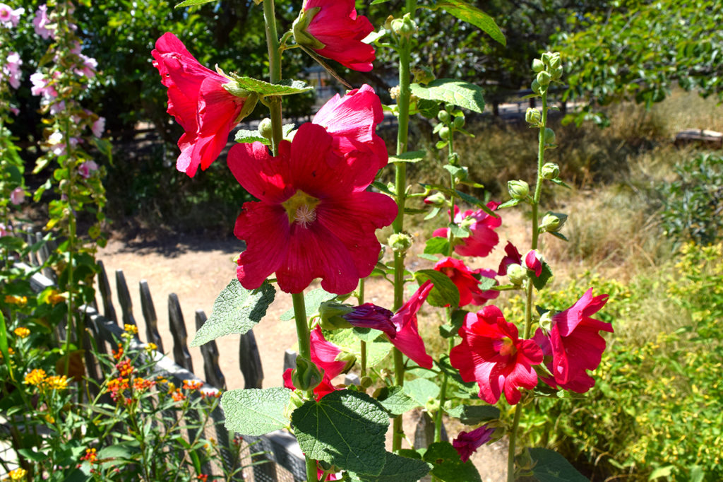 hollyhock flowers along fence  at Fullerton Arboretum & Botanic Garden in Fullerton, California