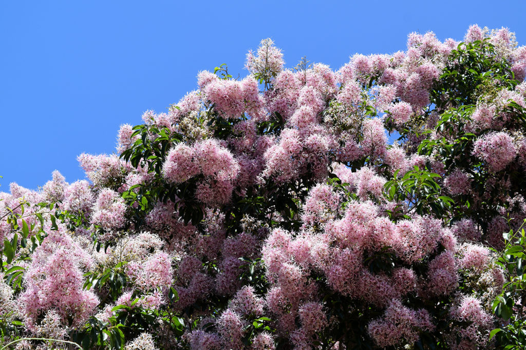 Cape Chestnut tree in full bloom at Fullerton Arboretum & Botanic Garden in Fullerton, California