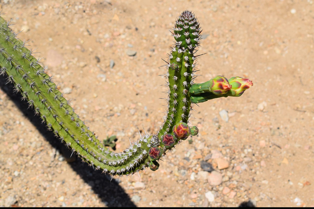 cactus at Fullerton Arboretum & Botanic Garden in Fullerton, California