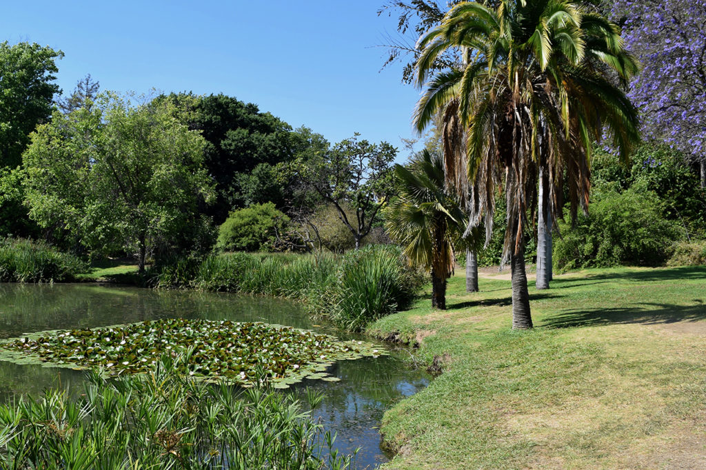 palm trees along lake at Fullerton Arboretum & Botanic Garden in Fullerton, California