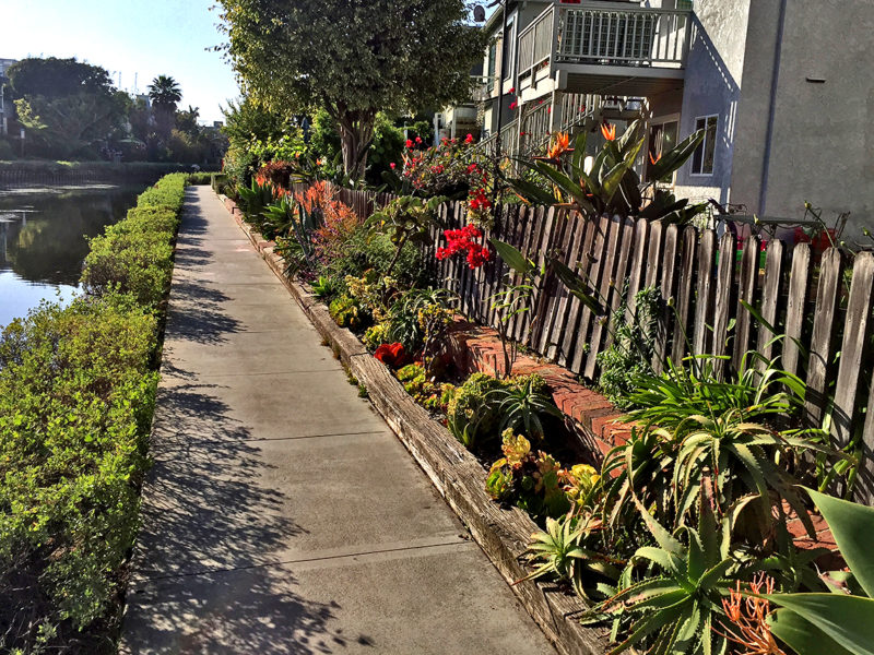 flowers along walkway at California’s Venice Canals in Venice, California