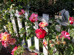 roses grow on white fence at California’s Venice Canals in Venice, California