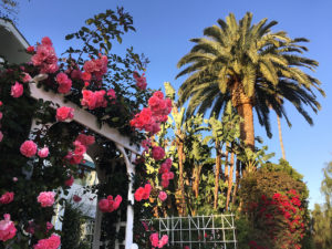 rose arbor entrance to a yard at California’s Venice Canals in Venice, California