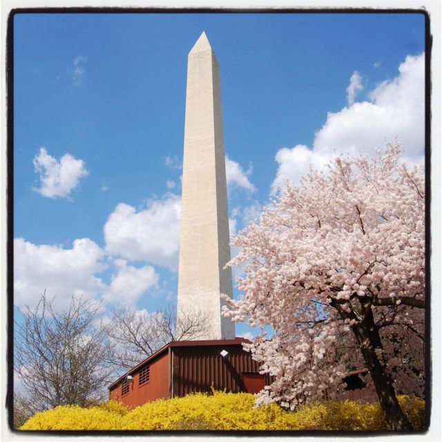 a favorite D.C. spring composition with cherry blossoms and forsythia. I used to take this photo many years in a row. .
.
.
.
.
#gradinggardens #gardenblog #gardens #flowers #flowerphotography #DCgardens #gardentourism #washingtonDC #cherryblossoms #DC #all_gardens  #washingtonmonument #forsythia #flowersofinstagram