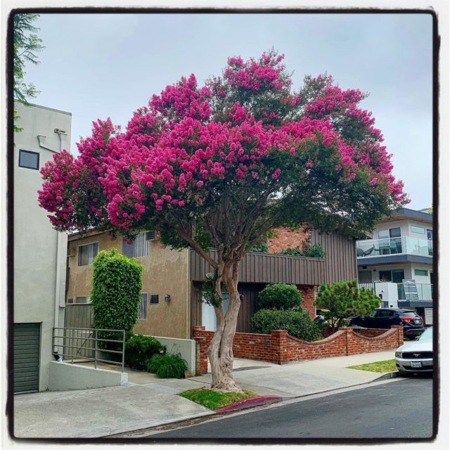 This showy crepe myrtle tree immediately made me think of @treesofla ⠀⠀⠀⠀⠀⠀⠀⠀
.⠀⠀⠀⠀⠀⠀⠀⠀⠀
.⠀⠀⠀⠀⠀⠀⠀⠀⠀
.⠀⠀⠀⠀⠀⠀⠀⠀⠀
.⠀⠀⠀⠀⠀⠀⠀⠀⠀
.⠀⠀⠀⠀⠀⠀⠀⠀⠀
#gradinggardens #gardenblog #streettrees #latimesplants #floweringtrees #plantwalk #crepemyrtle #losangeles #westLA #sawtellejapantown