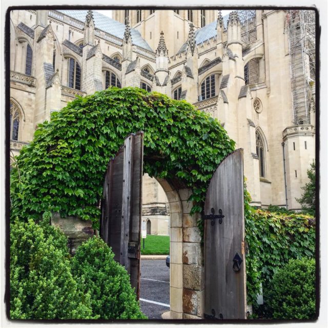 One of my favorite garden entrances at the Bishop’s Garden at the Washington National Cathedral, a gorgeous ivy-covered limestone archway.
.
.
.
.
.
#gradinggardens #gardenreview #gardenblog #garden #gardengate #washingtonnationalcathedral #gardenDC #bishopsgarden #publicgarden #gardentourism #gardentour
#washingtonDC