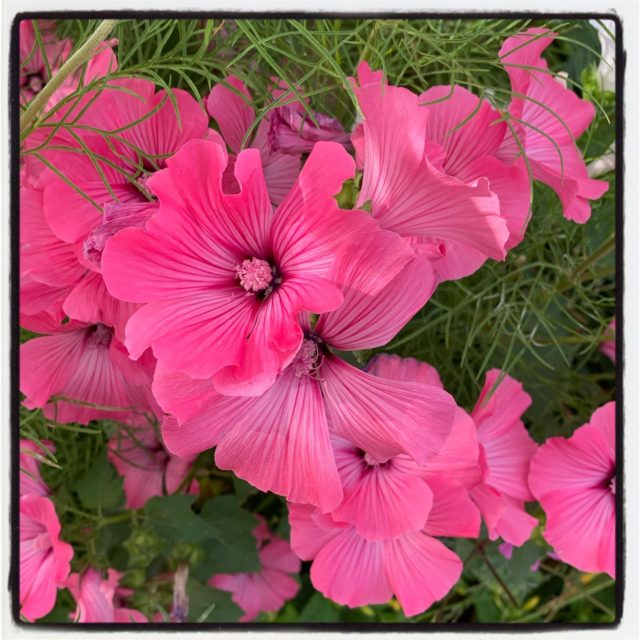 an explosion of pink petunia for your Fourth of July!! 
.
.
. 
. 
.
.
#gradinggardens #gardenreview #gardenblog #gardens #flowers #gardenwalk #petunias #happyfourth #happyfourthofjuly #pinkfireworks