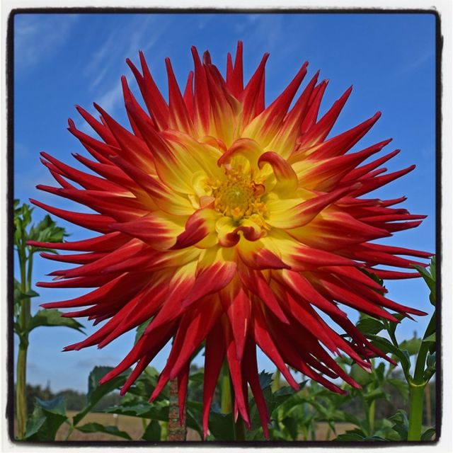 To celebrate the launch of the redesigned gradinggardens.com website, I am revisiting each of my garden reviews with an instagram post. ⠀⠀⠀⠀⠀⠀⠀⠀⠀
⠀⠀⠀⠀⠀⠀⠀⠀⠀
My very first garden review captures the very essence of what I hoped to share by starting this blog. I discovered this Maryland dahlia garden totally by accident and despite its small size, I  was totally mesmerized by what I found. Giant dahlia flowers as big as my head in eye-popping color combinations that begin blooming just as the rest of the flowers are fading into fall.⠀⠀⠀⠀⠀⠀⠀⠀⠀
⠀⠀⠀⠀⠀⠀⠀⠀⠀
Head over to gradinggardens.com to read this review and many more with my own photographs and a friendly rating system! ⠀⠀⠀⠀⠀⠀⠀⠀⠀
.⠀⠀⠀⠀⠀⠀⠀⠀⠀
.⠀⠀⠀⠀⠀⠀⠀⠀⠀
.⠀⠀⠀⠀⠀⠀⠀⠀⠀
.⠀⠀⠀⠀⠀⠀⠀⠀⠀
.⠀⠀⠀⠀⠀⠀⠀⠀⠀
#gradinggardens #gardenreview #gardenblog #dahlias #dahlia #flowers #flowerphotography #gardenphotography #dahliagarden #Maryland #instablooms #flowerstagram #flowersofinstagram #all_gardens