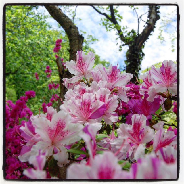 To celebrate the launch of the redesigned gradinggardens.com website, I am revisiting each of my garden reviews with an instagram post. ⠀⠀⠀⠀⠀⠀⠀⠀⠀
⠀⠀⠀⠀⠀⠀⠀⠀⠀
My second garden review was extra specific, highlighting the blooming of the azalea gardens at the US National Arboretum (@fona_arboretum) in Washington, D.C.  I would almost credit my first encounter with this magical event as the birth of my adult fascination with gardens and the beginning of many, many years of obsessively photographing flowers and seeking out new gardens to revel in whenever i could, wherever I went. ⠀⠀⠀⠀⠀⠀⠀⠀⠀
⠀⠀⠀⠀⠀⠀⠀⠀⠀
The immersive experience of the azalea gardens in full bloom, flooding the sloping wooded hillsides with riots of insanely saturated colors was nothing short of religious for me. I had the pleasure of witnessing this occurrence over the many years I lived minutes away from the treasure that was the Arboretum. And make no mistake, this massive collection of gardens is stunning and transportive every season of the year!⠀⠀⠀⠀⠀⠀⠀⠀⠀
⠀⠀⠀⠀⠀⠀⠀⠀⠀
Head over to gradinggardens.com to read this review and many more with my own photographs and a friendly rating system! ⠀⠀⠀⠀⠀⠀⠀⠀⠀
.⠀⠀⠀⠀⠀⠀⠀⠀⠀
.⠀⠀⠀⠀⠀⠀⠀⠀⠀
.⠀⠀⠀⠀⠀⠀⠀⠀⠀
.⠀⠀⠀⠀⠀⠀⠀⠀⠀
.⠀⠀⠀⠀⠀⠀⠀⠀⠀
#gradinggardens #gardenreview #gardenblog #garden #gardenphotography #gardensofinstagram  #flowers #all_gardens #azalea #rhododendron #usnationalarboretum #DCgardens #azaleaflowers #washingtonDC