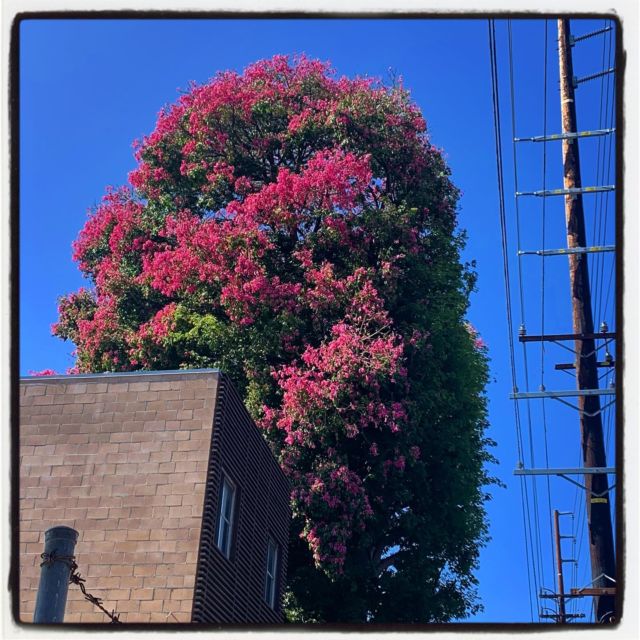 massive silk floss tree bursts into bloom, almost impossible to capture its towering presence! 
.
.
.
.
.
#silkflosstree #floweringtree #sawtellejapantown #sawtelle #trees #treesofinstagram #losangeles #latimesplants #treesofla #gradinggardens #yamaguchibonsainursery